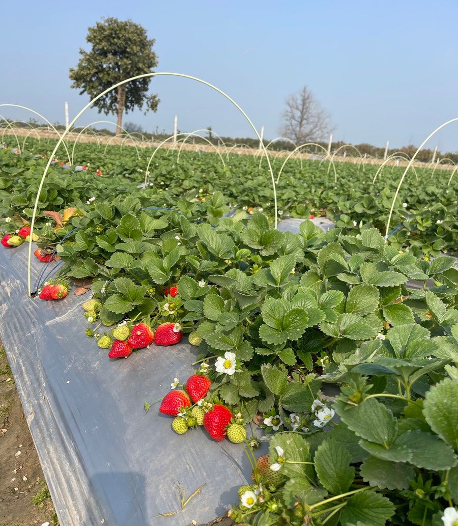 Picking at peak ripeness: how we decide harvest day
