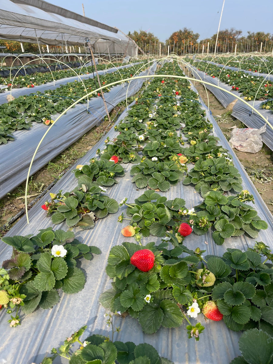 Why we grow our own strawberries instead of buying them